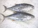 sell-frozen-yellowfin.webp