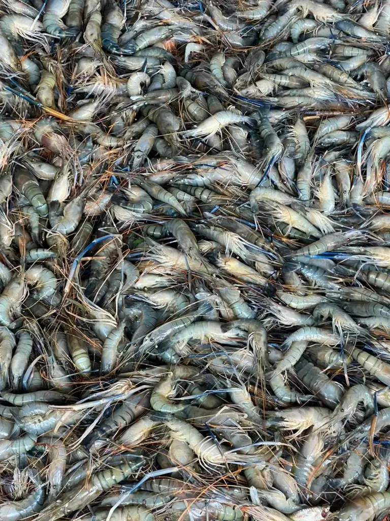 biggest-shrimp-and-prawns-market.webp