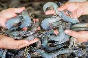 Types-of-Shrimp-1536x1024.webp