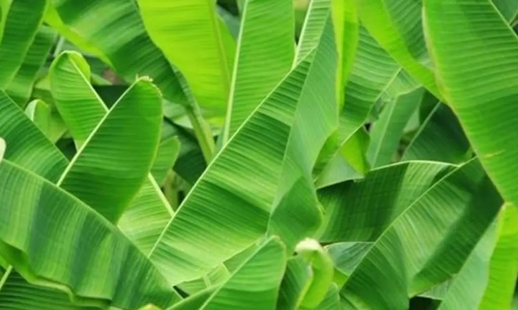 banana leaf2.webp