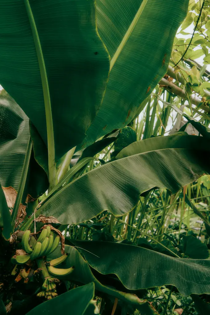 banana leaf3.webp