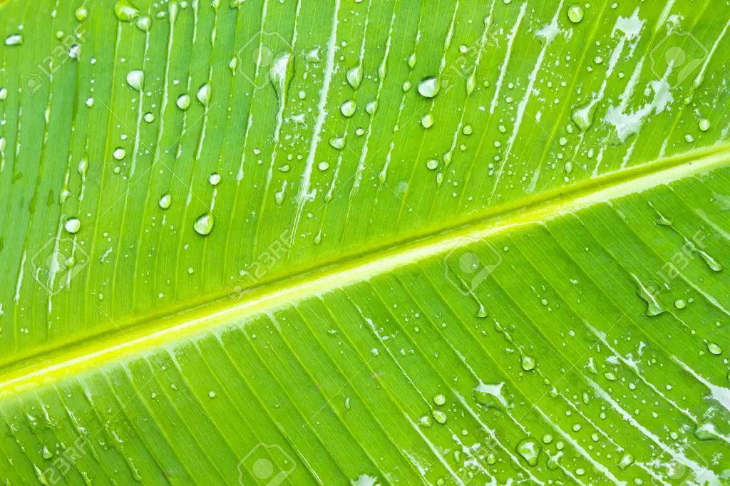 banana leaf4.webp
