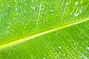 banana leaf4.webp