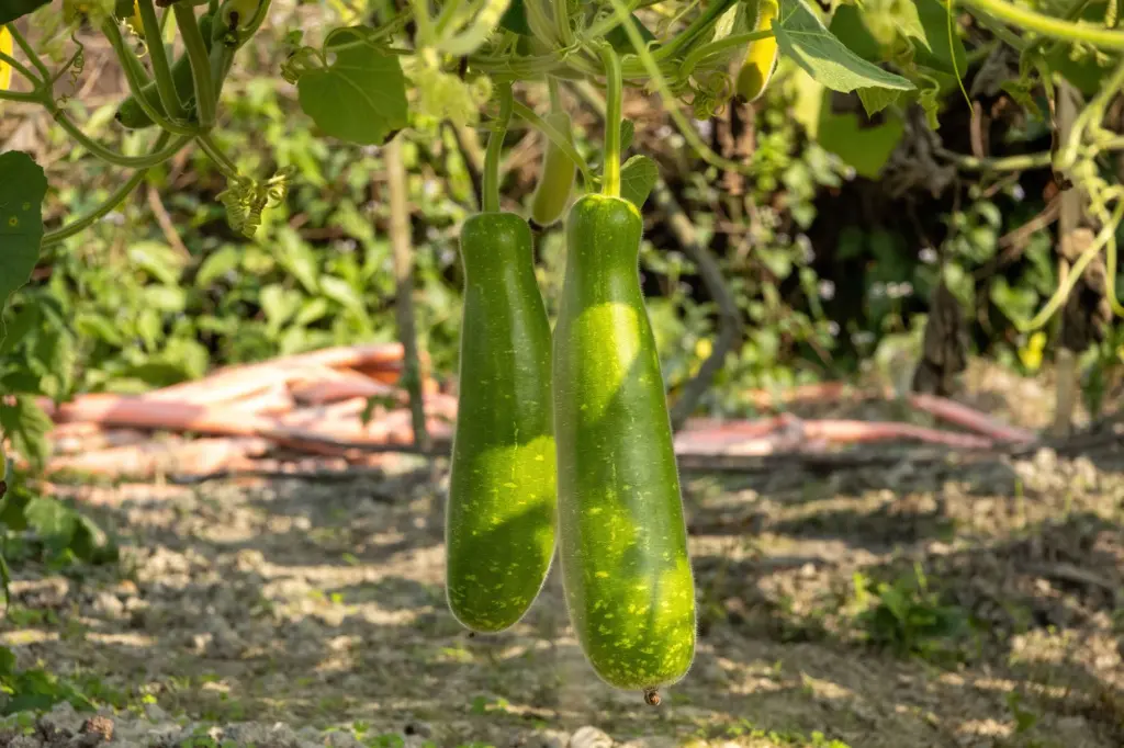 bottle gourd2.webp