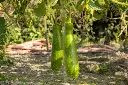 bottle gourd2.webp