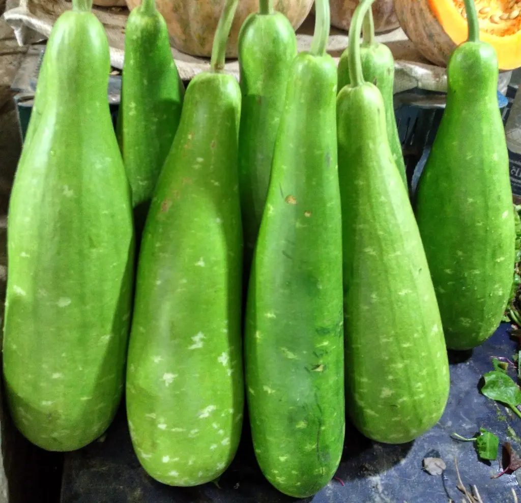 bottle gourd3.webp
