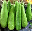 bottle gourd3.webp