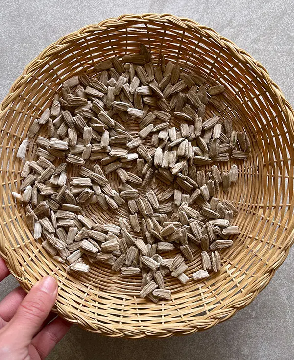 CulturalRoots-seeds-TBottle-Gourd-Seeds1.webp
