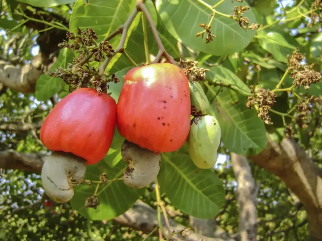 raw-cashews-nuts-bag-dark-background-scaled-1024x683.webp