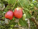 raw-cashews-nuts-bag-dark-background-scaled-1024x683.webp