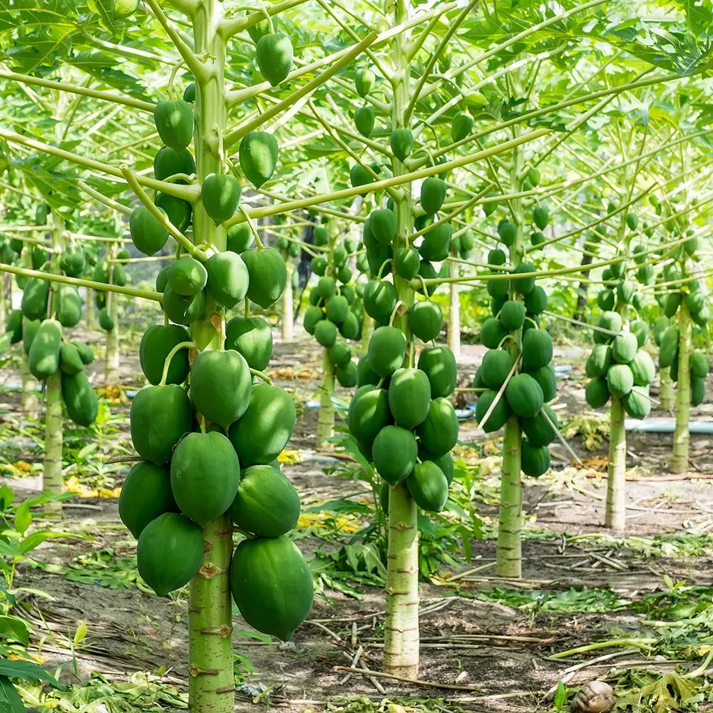 unsplash_CkryyoB4n1U_Green Papaya Unripe Papaya.webp
