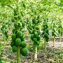 unsplash_CkryyoB4n1U_Green Papaya Unripe Papaya.webp