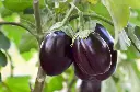 brinjal eggplant.webp
