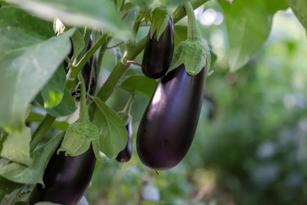 brinjal 4.webp
