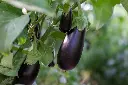 brinjal 4.webp