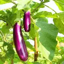 brinjal.webp