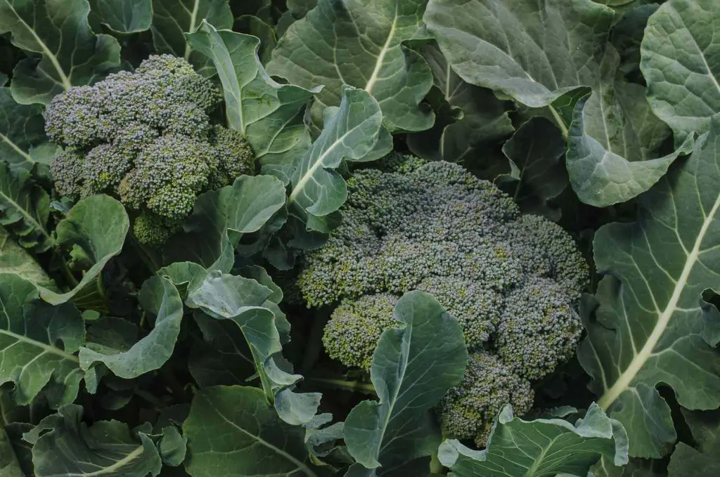 broccoli4.webp