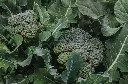 broccoli4.webp