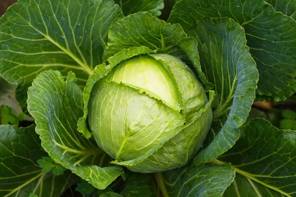 cabbage3.webp