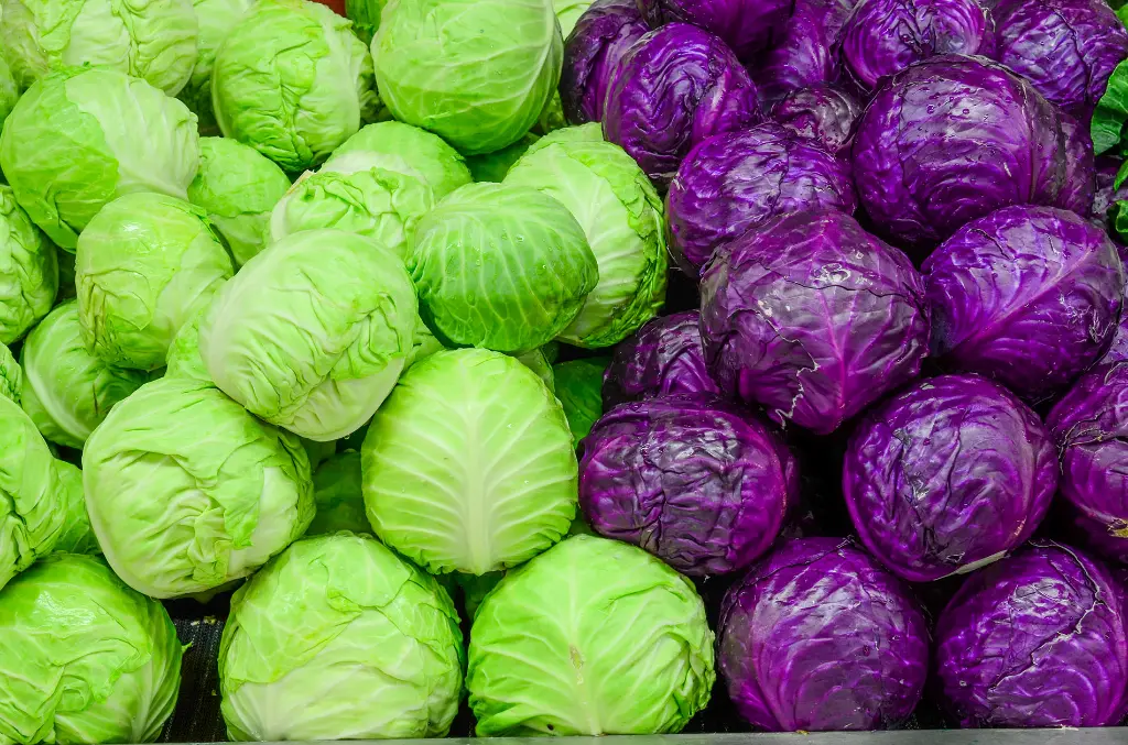 cabbage5.webp
