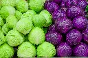 cabbage5.webp
