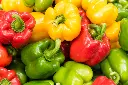 capsicum2.webp