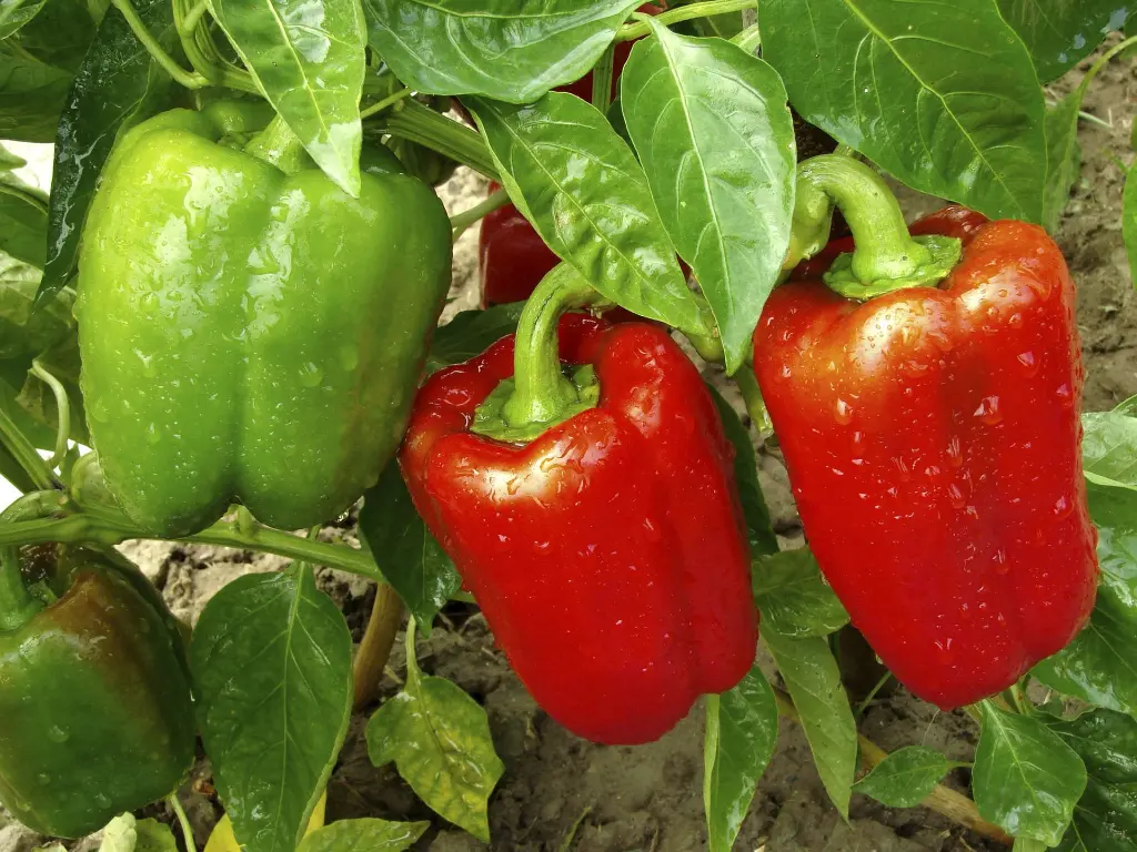 capsicum3.webp