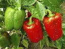 capsicum3.webp