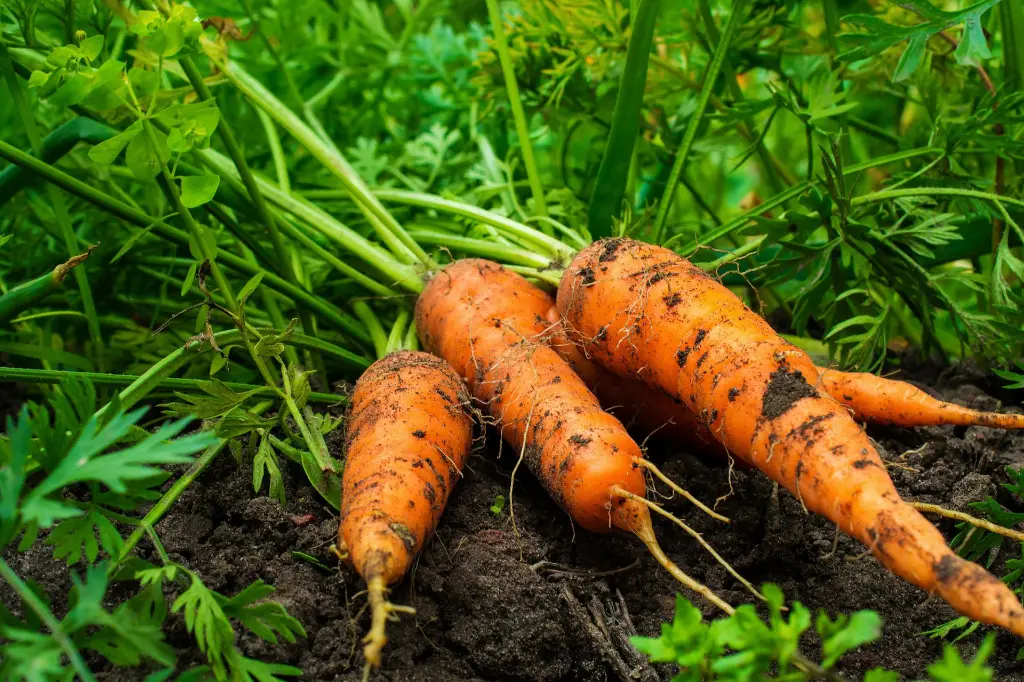 carrot4.webp