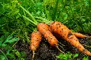 carrot4.webp