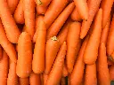 carrot2.webp
