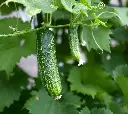 cucumber.webp