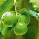 lemon3.webp