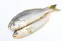 frozen croaker2.webp