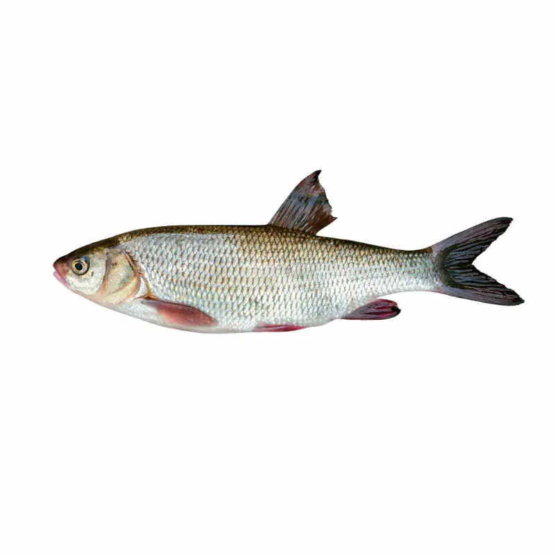 frozen croaker3.webp