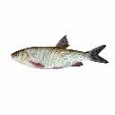 frozen croaker3.webp