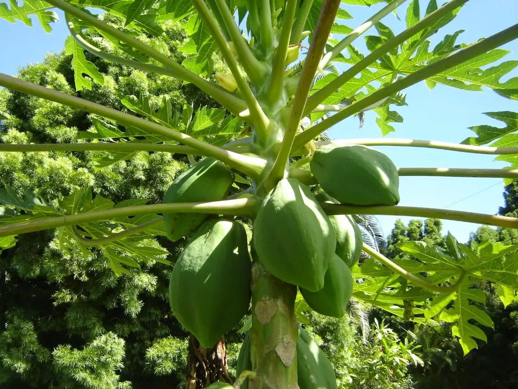 unsplash_CkryyoB4n1U_Green Papaya Unripe Papaya.webp