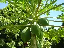 unsplash_CkryyoB4n1U_Green Papaya Unripe Papaya.webp