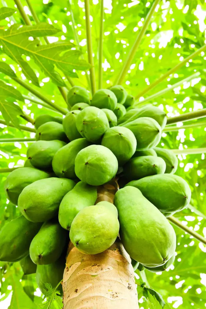 papaya.webp