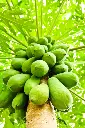 papaya.webp