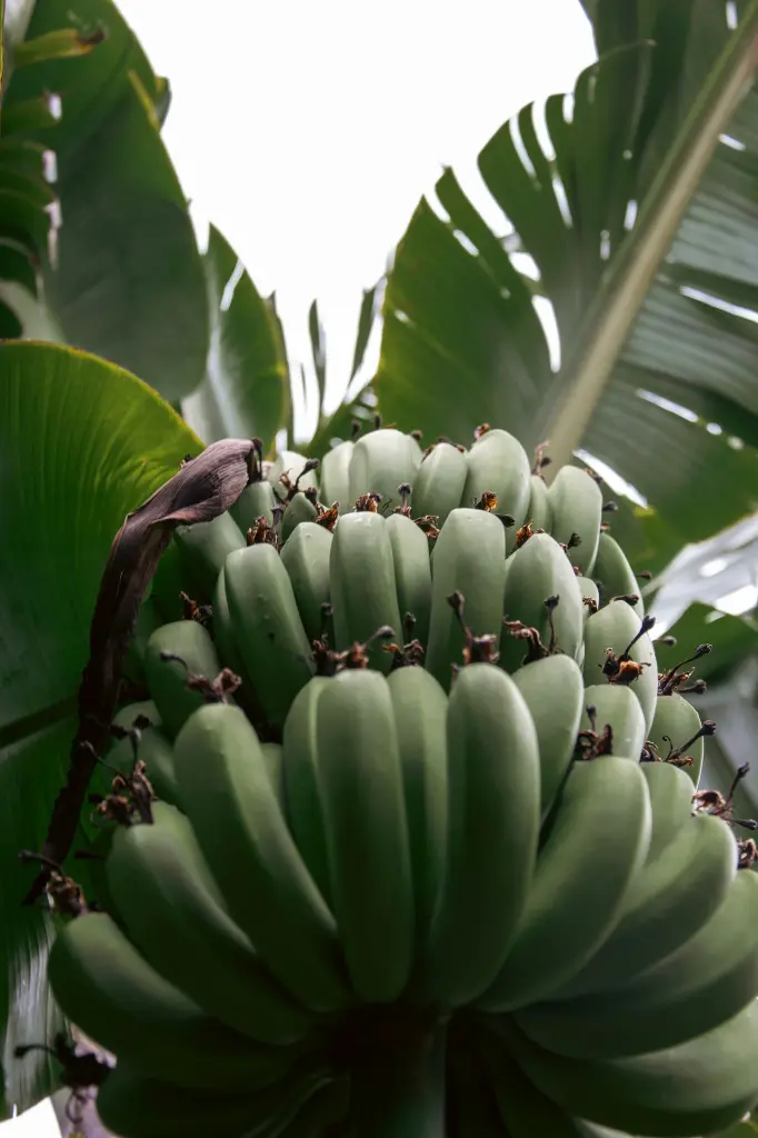 unsplash_pvgn2lRYs7w_Green Plantain.webp