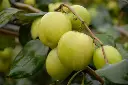 jujube.webp