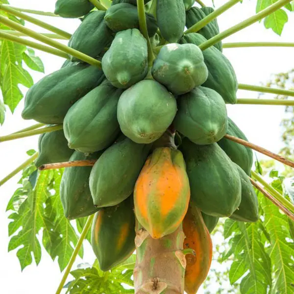 red lady papaya2.webp