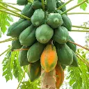 red lady papaya2.webp