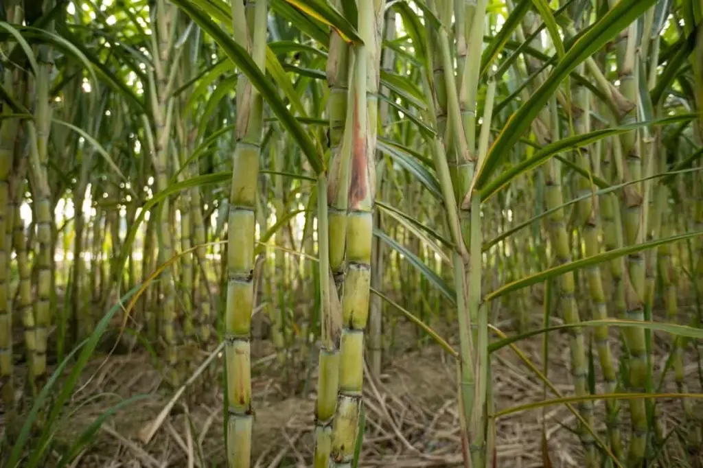 white sugarcane1.webp