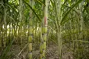white sugarcane1.webp