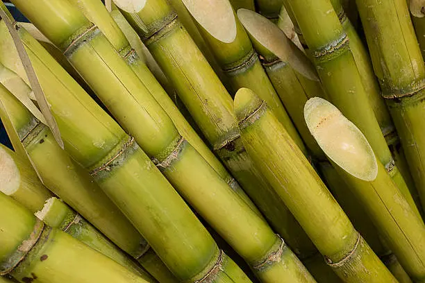 white sugarcane3.webp