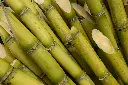 white sugarcane3.webp