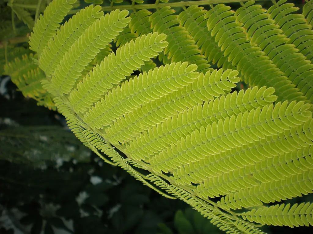 acacia leaves3.webp