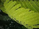 acacia leaves3.webp